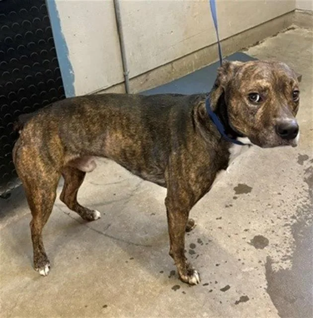 A young large-sized male Pit Bull Terrier dog named A for adoption in Camarillo, CA