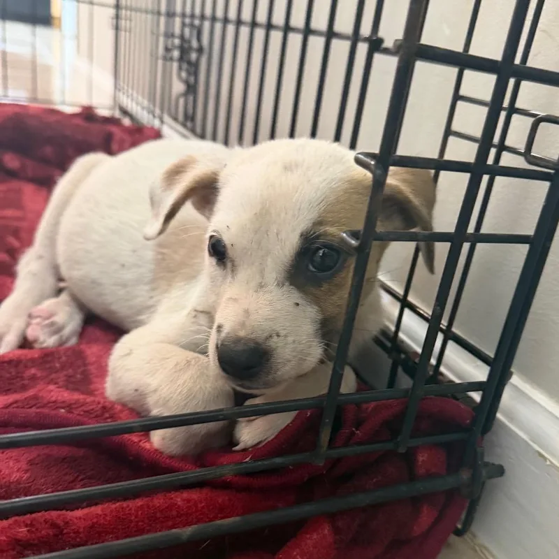 A baby small-sized female Shepherd dog named Rose for adoption in Starkville, MS