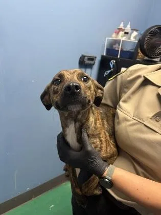 A young medium-sized female Plott Hound dog named Pansy $ for adoption in Seneca, SC