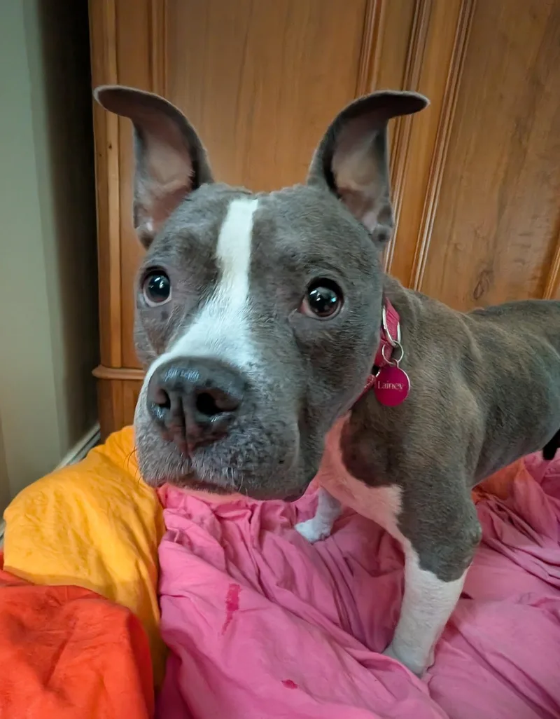 An adult medium-sized female Brindle Pit Bull Terrier dog named Lainey for adoption in Charlotte, NC