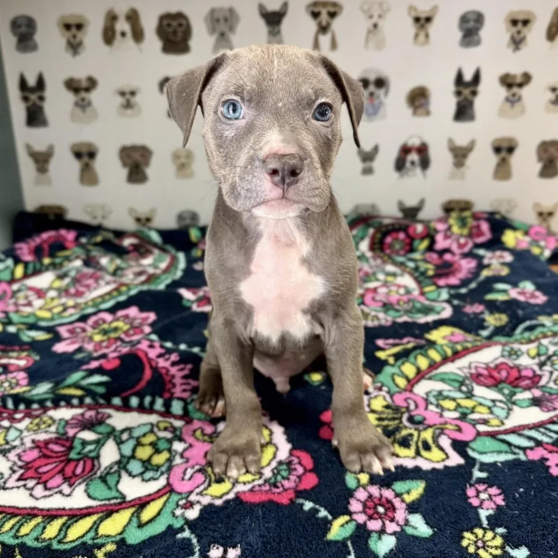 A baby medium-sized male Gray / Blue / Silver Pit Bull Terrier dog named Plaid for adoption in Durham, NC