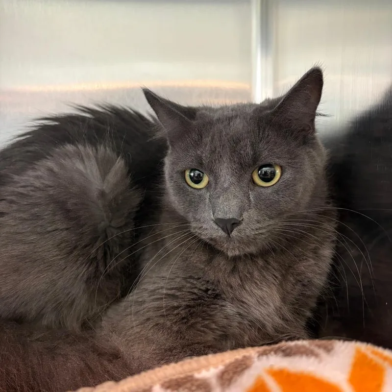 A baby small-sized female Siamese cat named Cleopatra for adoption in West Des Moines, IA