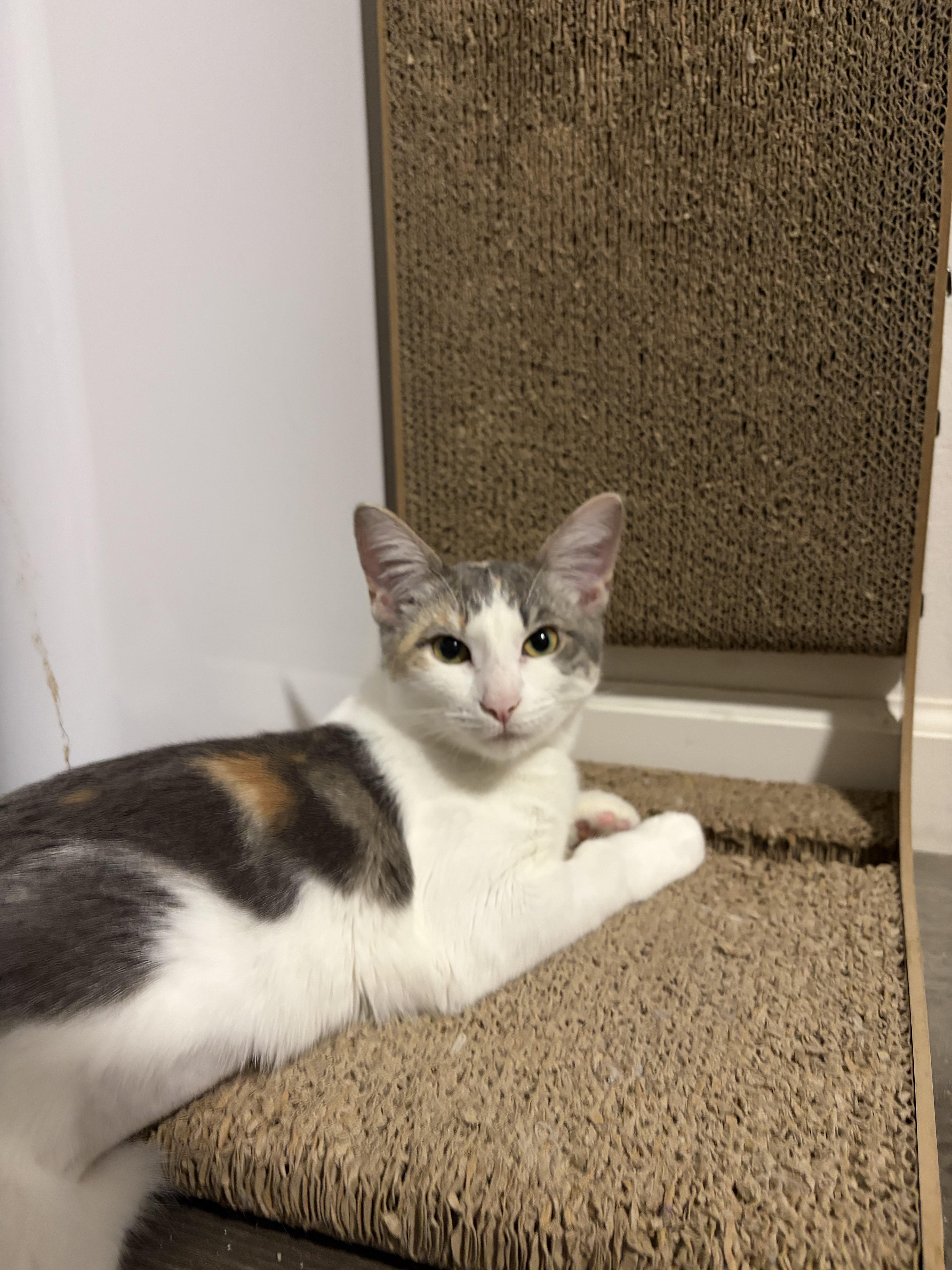 A baby medium-sized female Dilute Calico Domestic Short Hair cat named Portobello for adoption in Davis, CA