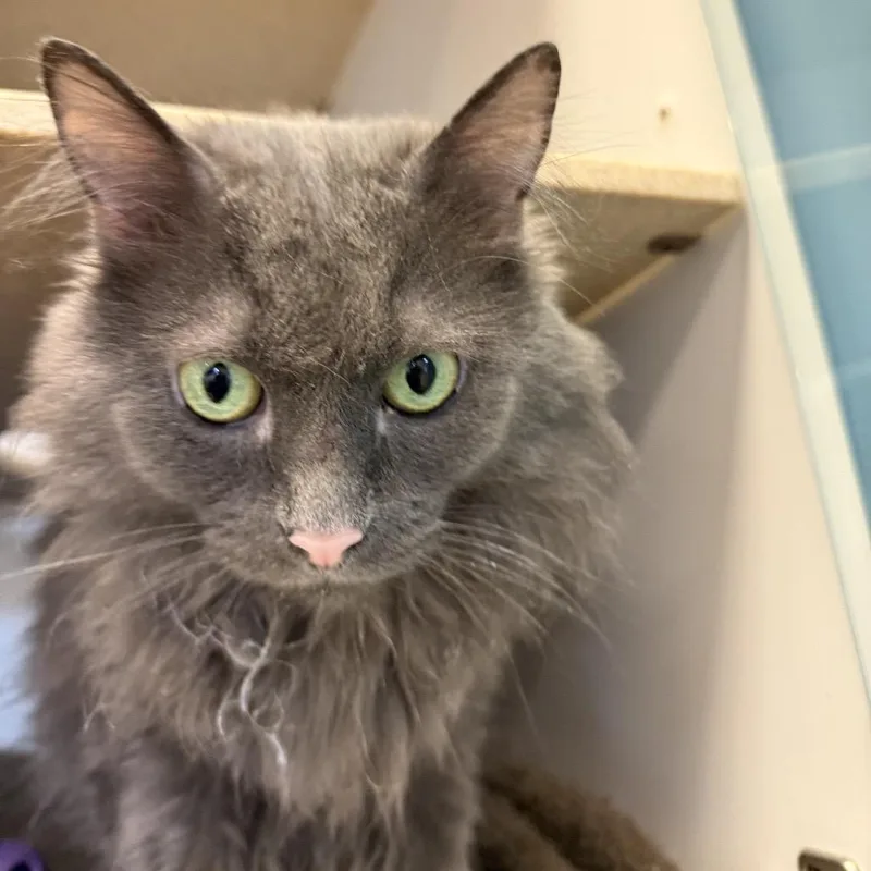 An adult large-sized female Gray / Blue / Silver Domestic Long Hair cat named Umami for adoption in Park City, UT