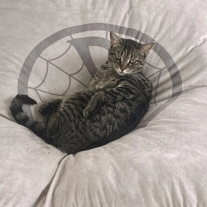 An adult medium-sized female Gray / Blue / Silver Domestic Short Hair cat named Gidget for adoption in Foley, AL