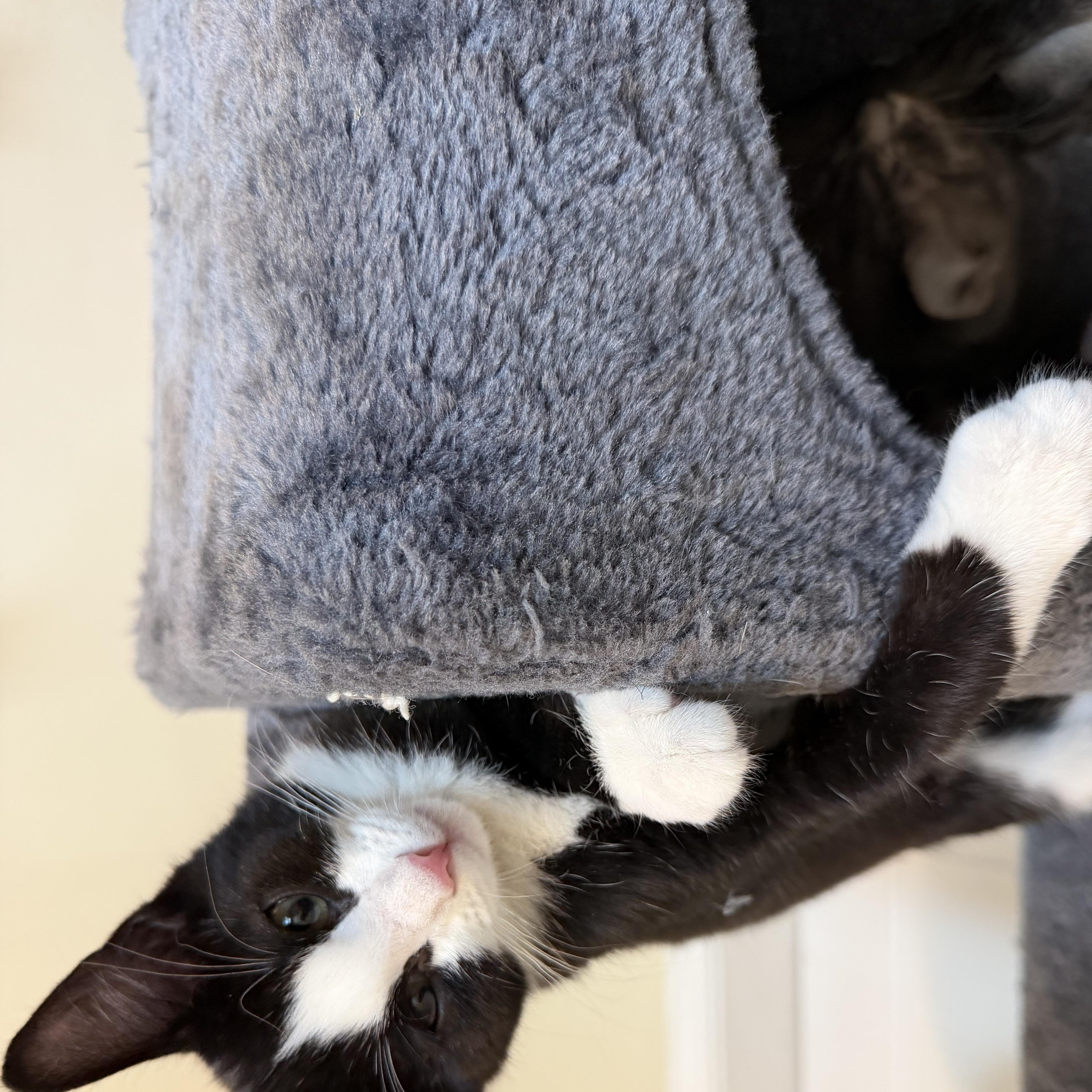 A baby medium-sized male Black Domestic Short Hair cat named Yuji for adoption in Midvale, UT