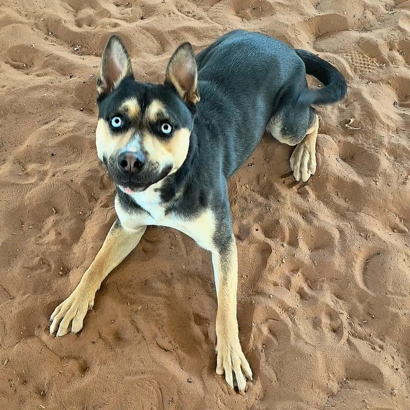 A young large-sized female Black Husky dog named Missy for adoption in Kanab, UT