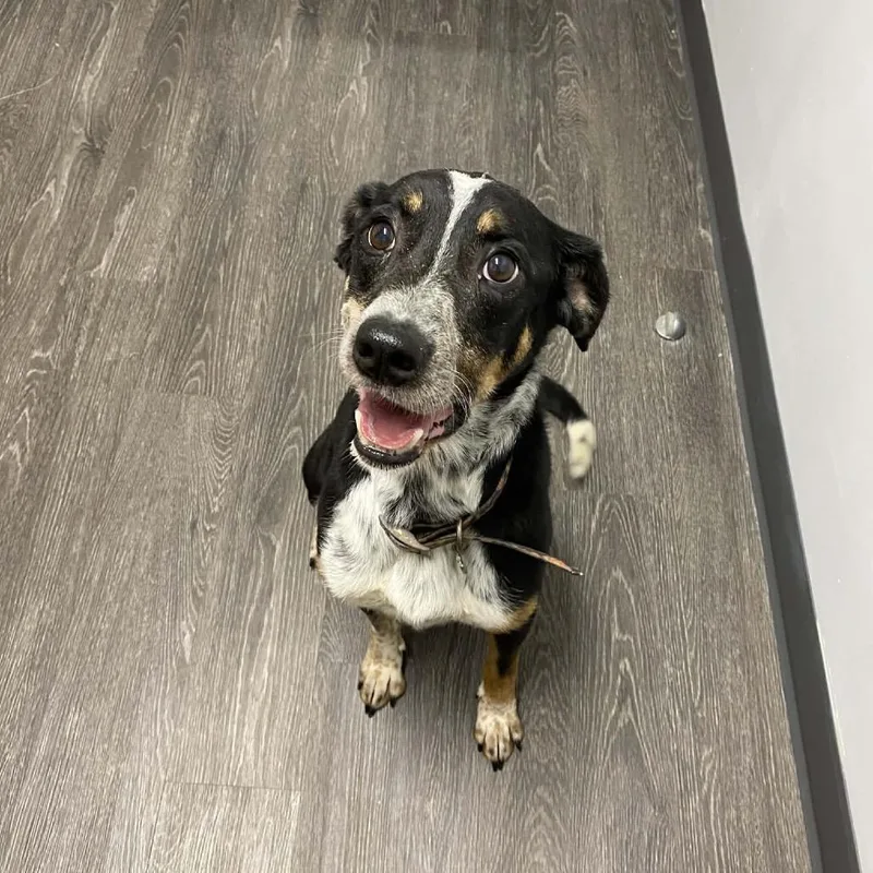An adult medium-sized female Gray / Blue / Silver Bluetick Coonhound dog named Sissy for adoption in Kansas City, MO