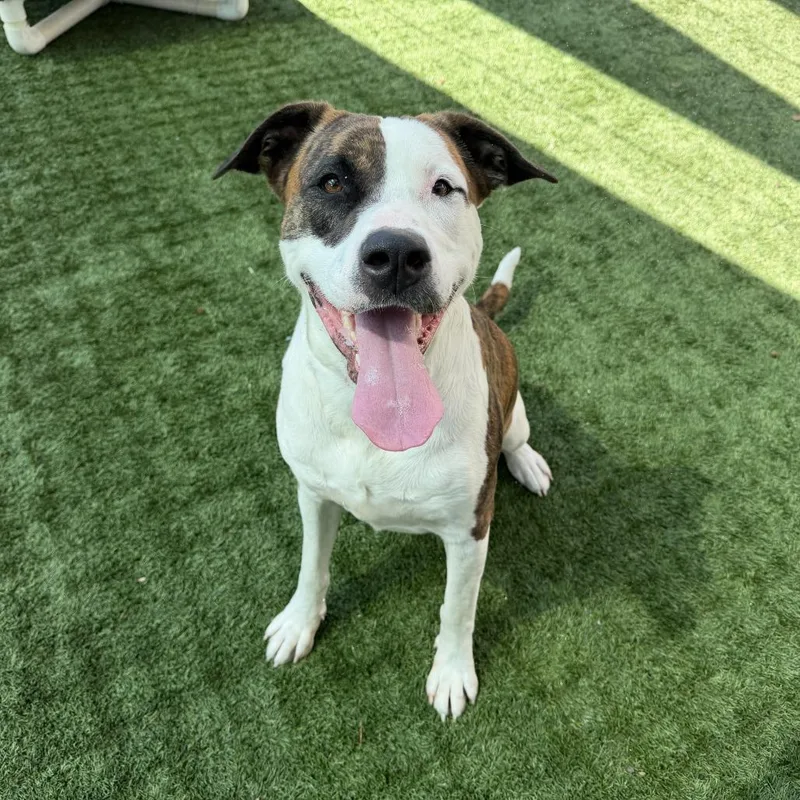 An adult large-sized female Brindle Pit Bull Terrier dog named Mashed Potato for adoption in Pasadena, CA