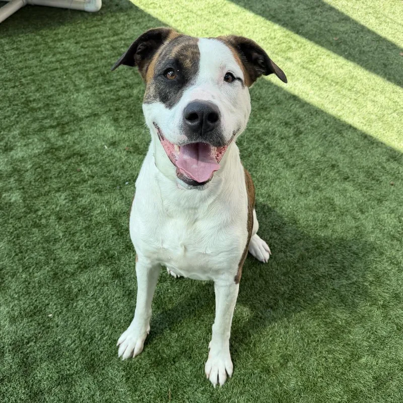 Mashed Potato thumbnail 2