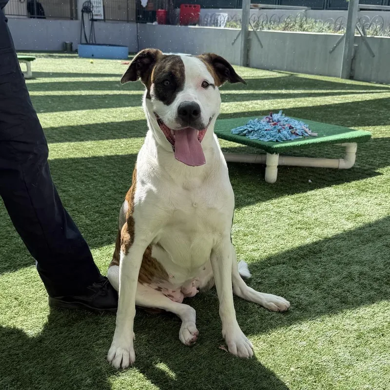 Mashed Potato thumbnail 3