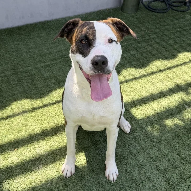 Mashed Potato thumbnail 4