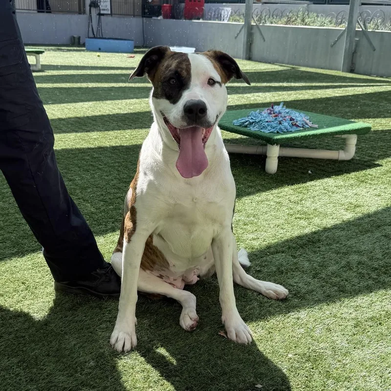 Mashed Potato thumbnail 5