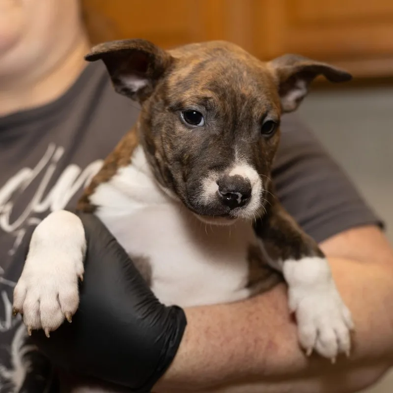 A young medium-sized female Brindle Bull Terrier dog named Freya for adoption in Evansville, IN