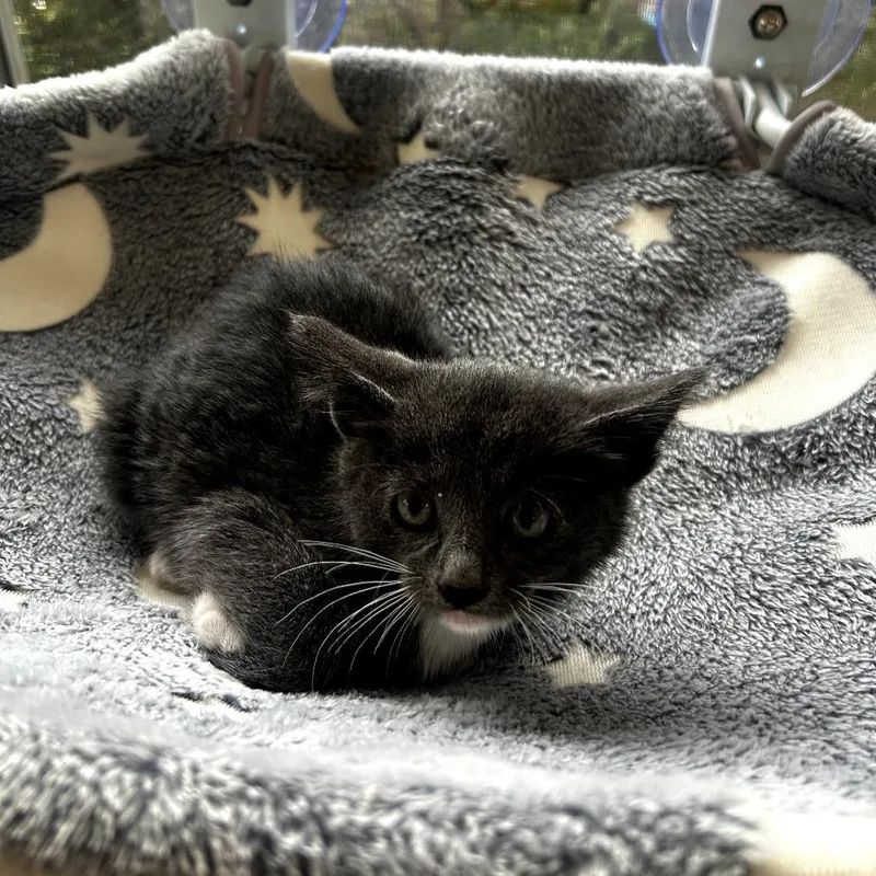 A baby small-sized male Gray / Blue / Silver Domestic Short Hair cat named Smokey for adoption in Long Beach, CA
