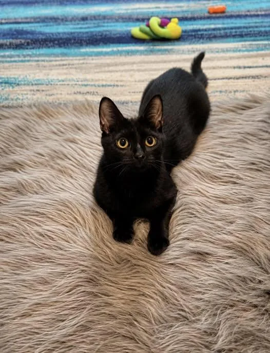 A young medium-sized female Black Domestic Short Hair cat named Chloe for adoption in Reading, PA