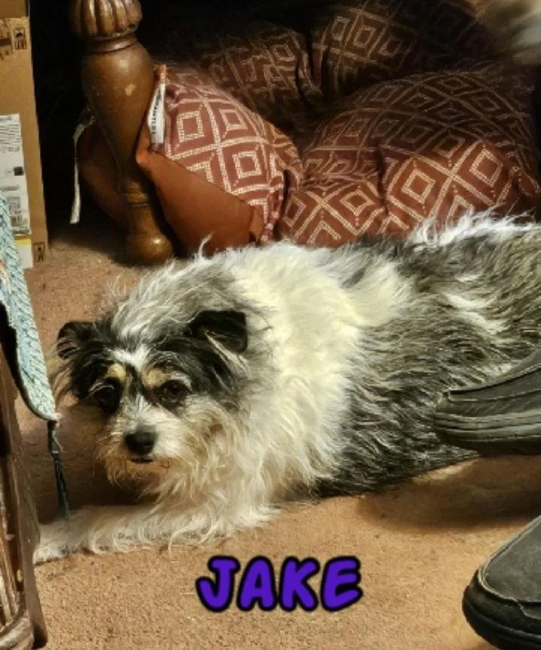 A senior small-sized male Terrier dog named Jake  My Home for adoption in Rustburg, VA