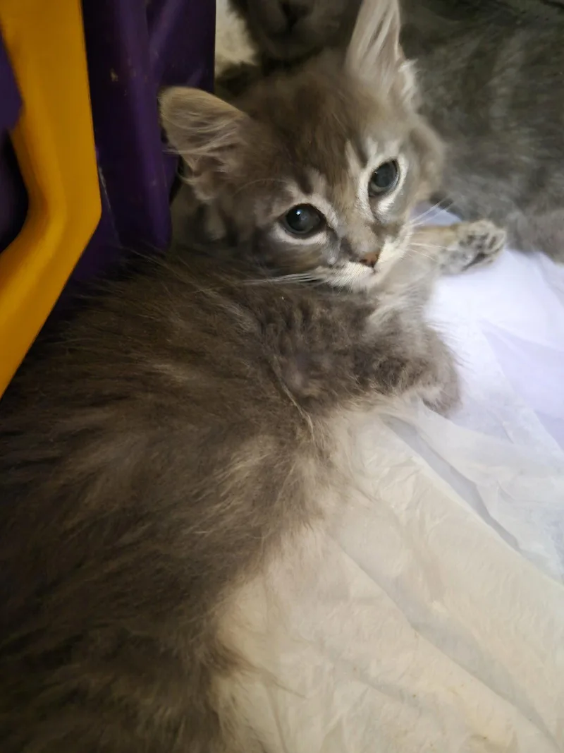 A baby small-sized female Domestic Long Hair cat named C Litter Fina for adoption in Livonia, MI