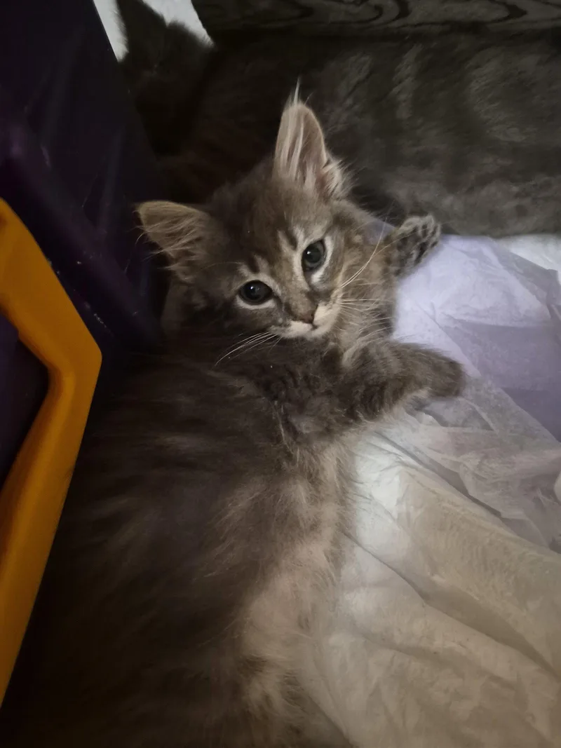 C Litter Fina thumbnail 3