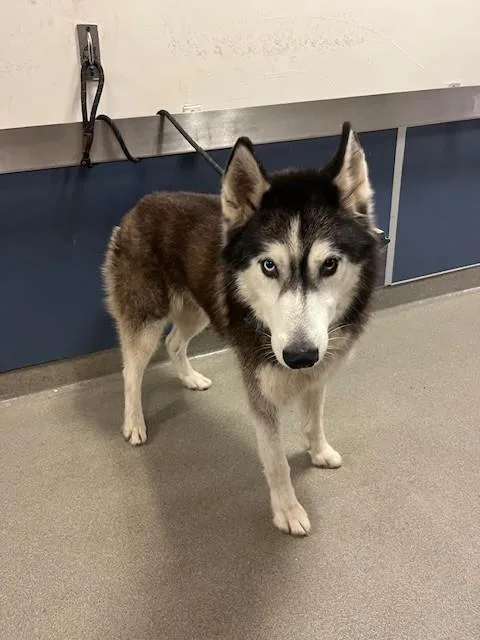 An adult large-sized male Siberian Husky dog named Dustin for adoption in Miami, FL