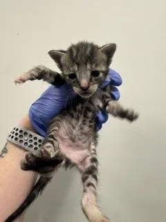 A baby small-sized female Domestic Short Hair cat named Suki for adoption in Miami, FL
