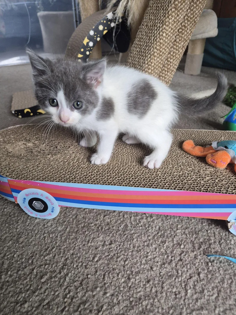 A baby medium-sized female Domestic Medium Hair cat named C Frost for adoption in Livonia, MI
