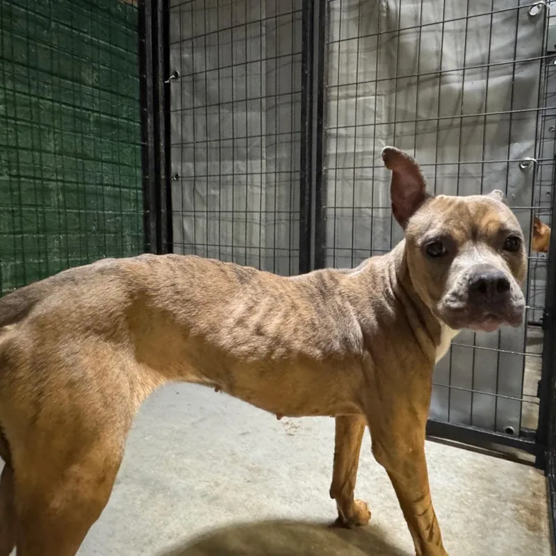 An adult medium-sized female Brindle English Bulldog dog named Shaunna for adoption in Birmingham, AL