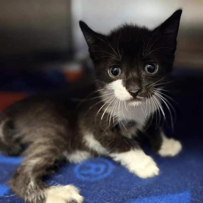 A baby small-sized female Domestic Short Hair cat named Moon Beam for adoption in Windsor, VA