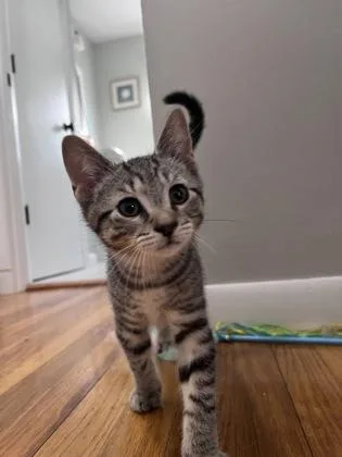 A baby medium-sized male Domestic Short Hair cat named Cardamom for adoption in Elmira, NY