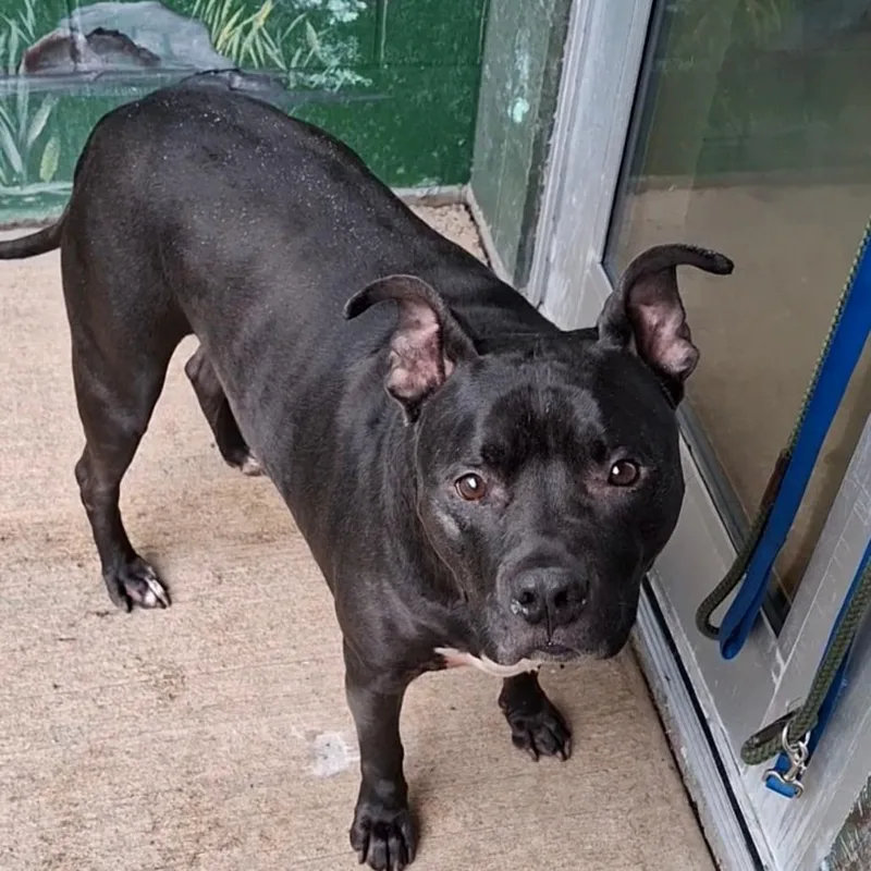 A senior medium-sized male Black Mixed Breed dog named Atticus for adoption in Fairport, NY
