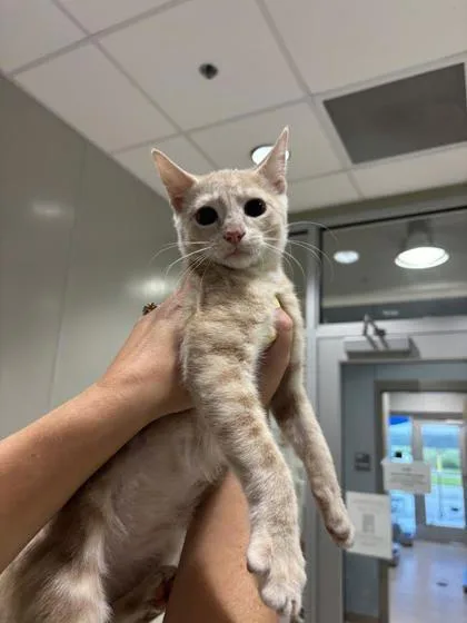 A baby small-sized male Domestic Short Hair cat named Raul for adoption in Manteo, NC