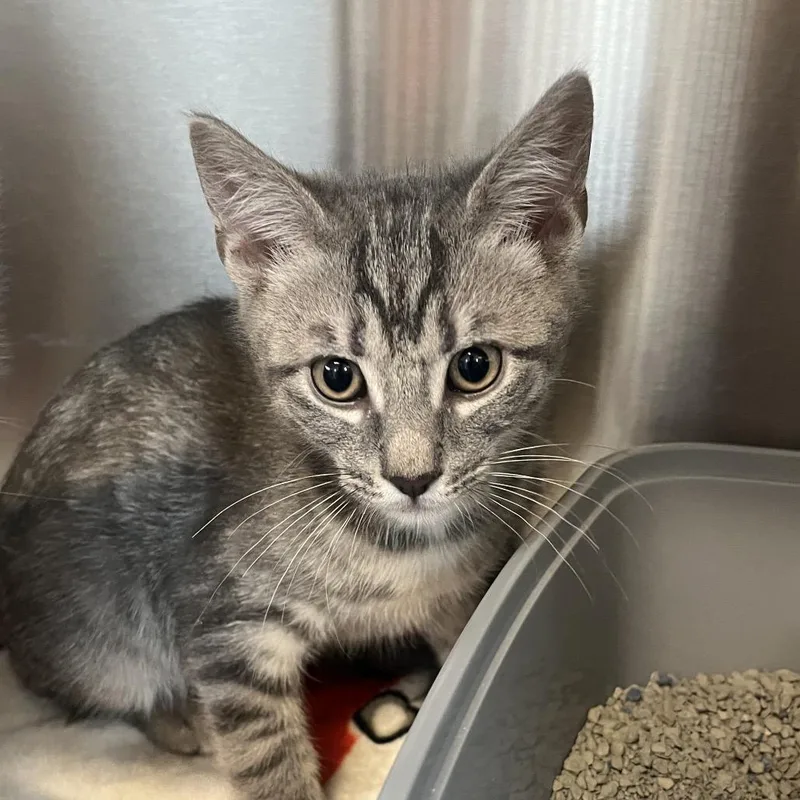 A baby small-sized male Gray / Blue / Silver Domestic Short Hair cat named Cowboy for adoption in Hinsdale, IL