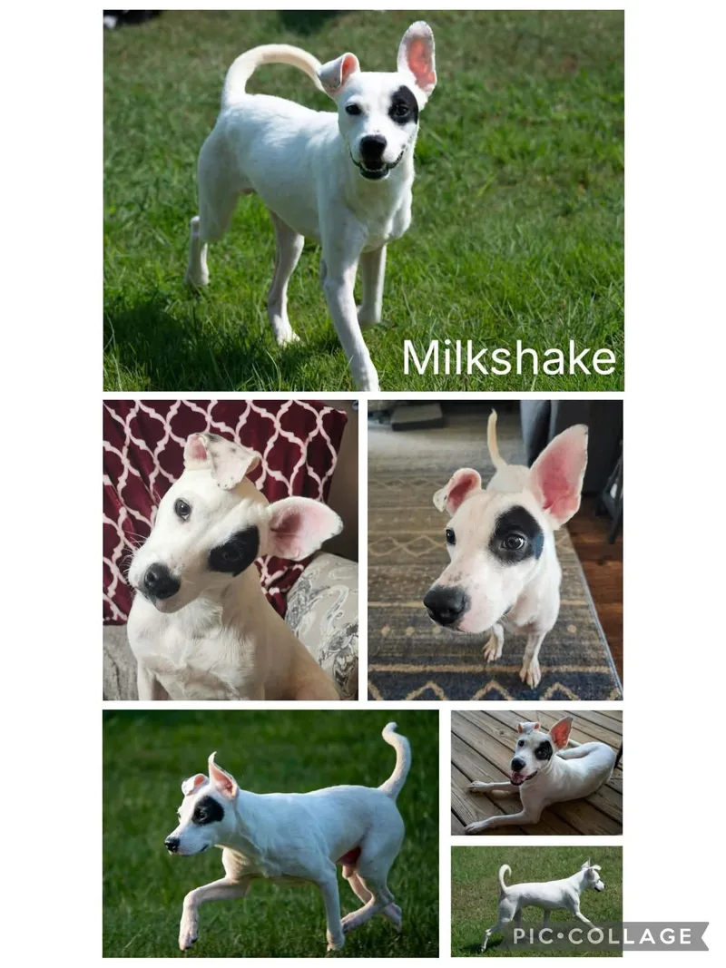 Milkshake