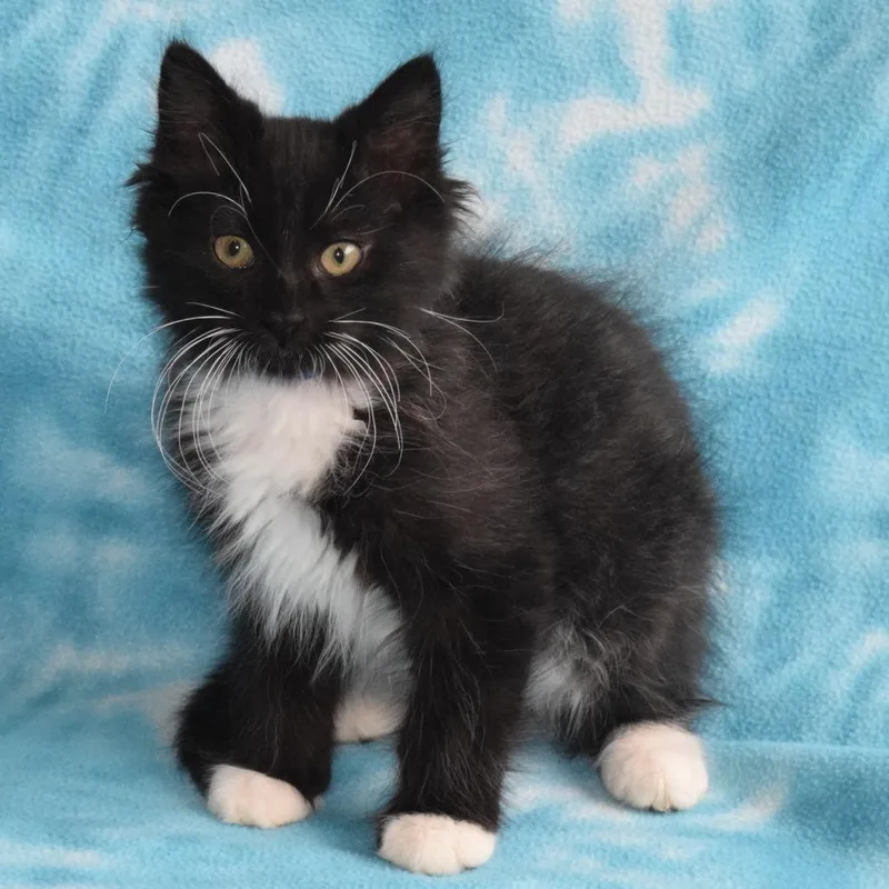 A baby small-sized male Black Domestic Short Hair cat named Jekyll for adoption in Eureka, CA