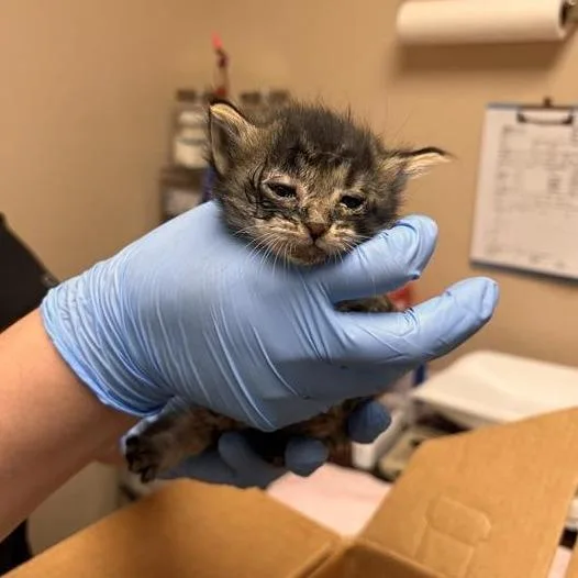 A baby small-sized female Black Domestic Short Hair cat named Korokke for adoption in Tempe, AZ