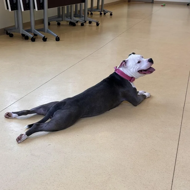 An adult medium-sized female Gray / Blue / Silver Pit Bull Terrier dog named Stormy for adoption in Roanoke, VA