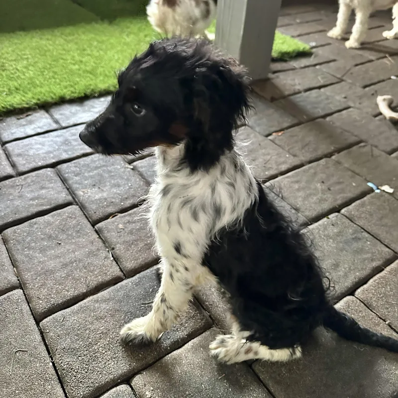 A baby small-sized female White / Cream Australian Cattle Dog / Blue Heeler dog named Pepper. for adoption in Hillsborough, NJ