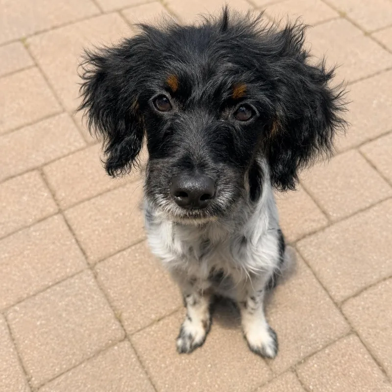 Pepper. thumbnail 2