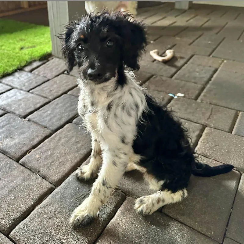 Pepper. thumbnail 4