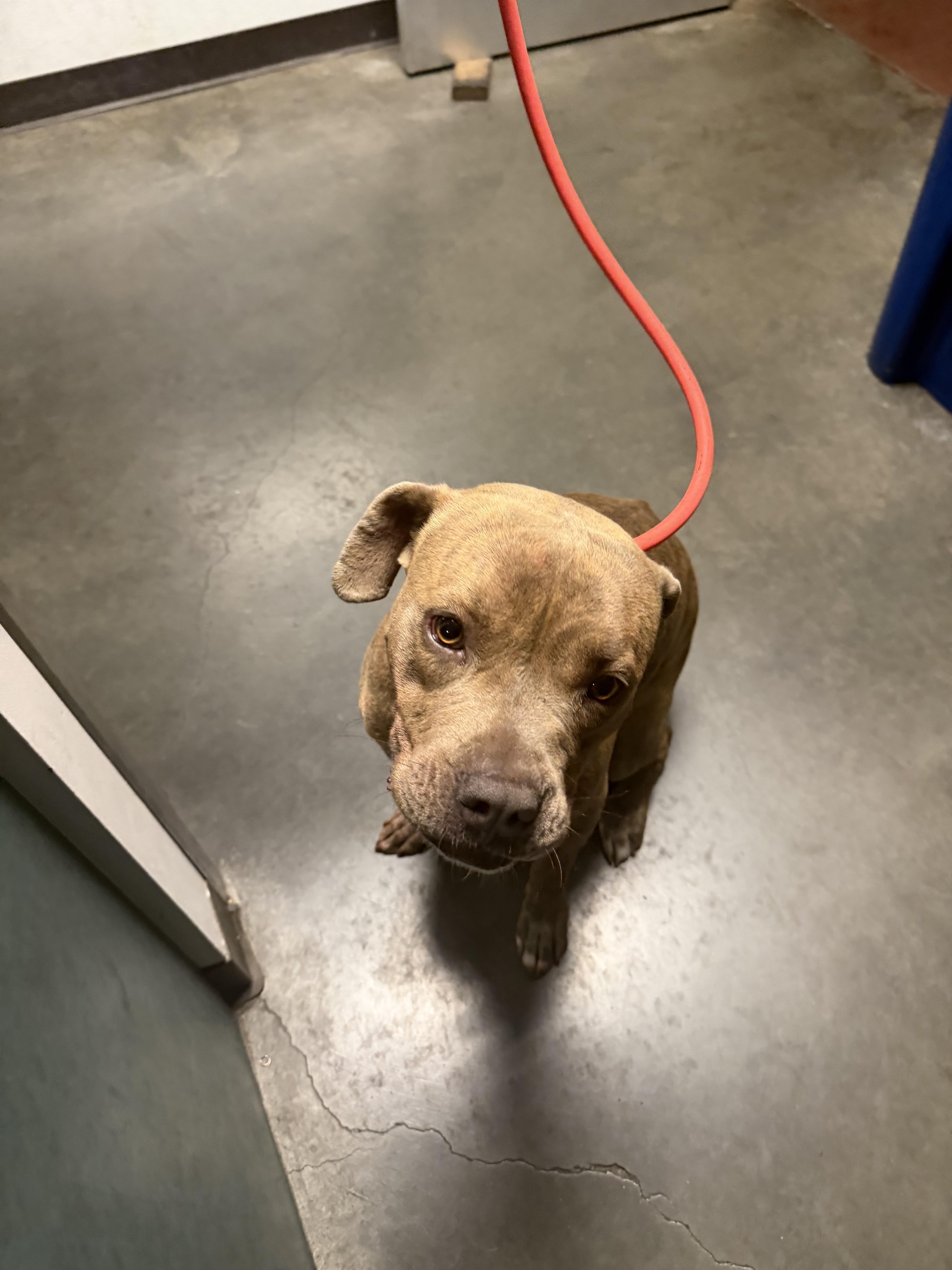 A young medium-sized female Mastiff dog named Freda for adoption in Chatsworth, CA