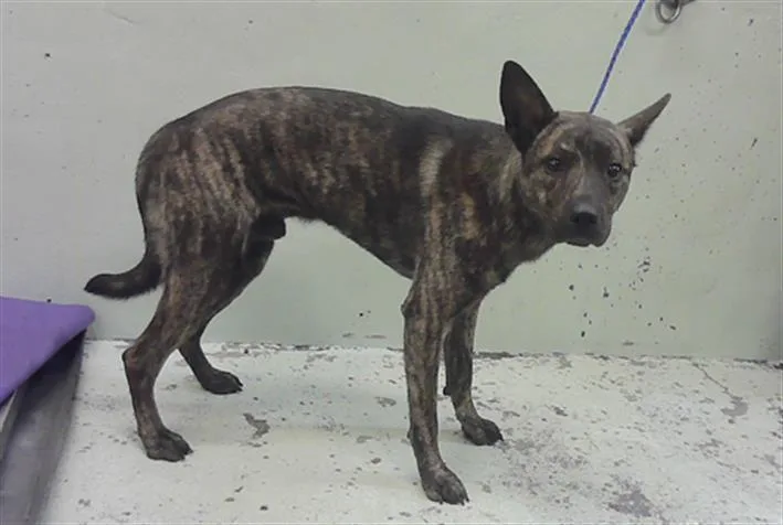 An adult medium-sized male Staffordshire Bull Terrier dog named Collin for adoption in Houston, TX