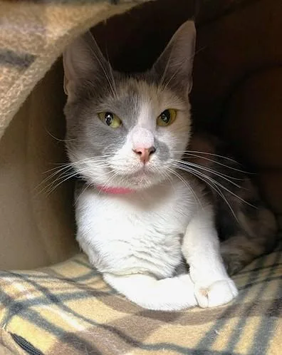 An adult medium-sized female Calico Domestic Short Hair cat named Lilac for adoption in Medina, OH