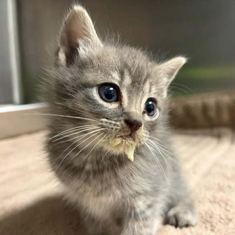 A baby small-sized male Gray / Blue / Silver Domestic Short Hair cat named Shaved Ice for adoption in Columbus, GA