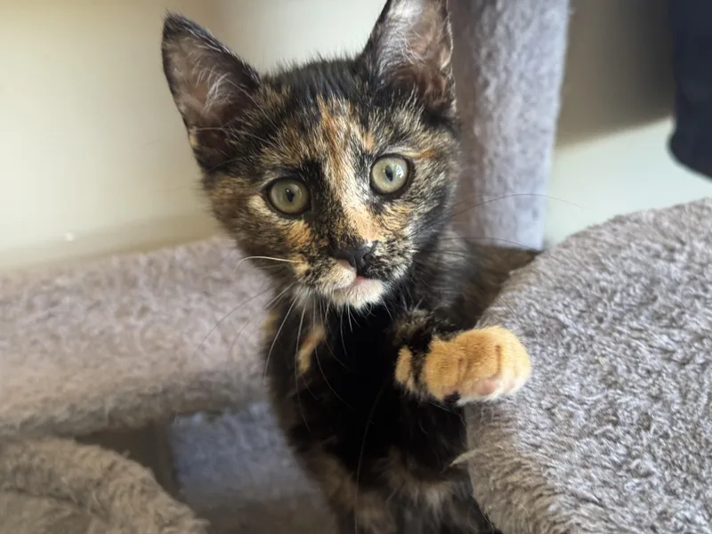 A baby small-sized female Tortoiseshell Domestic Short Hair cat named Bean for adoption in Hollister, CA
