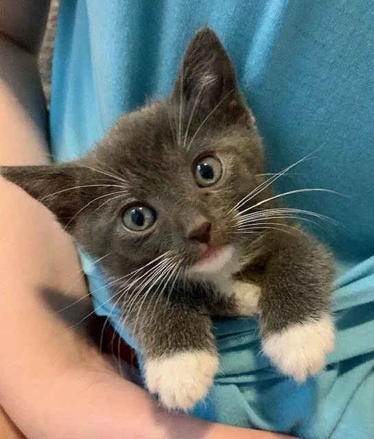 A baby medium-sized male Gray & White Domestic Short Hair cat named Abs for adoption in Wesley Chapel, FL