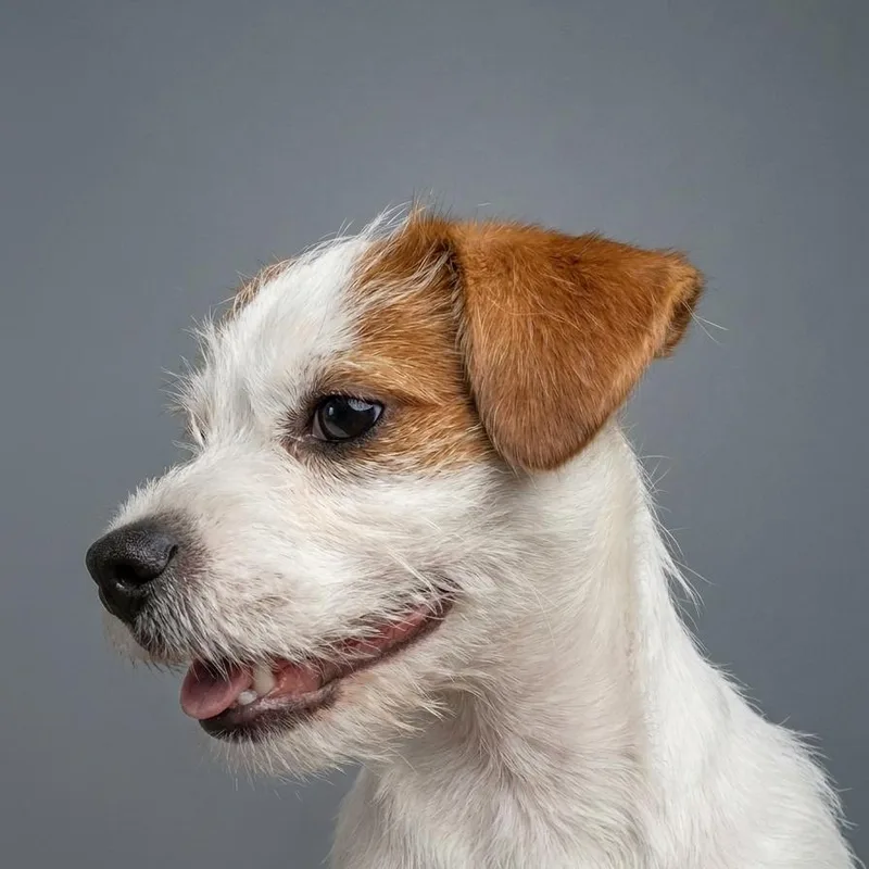 A baby small-sized male White / Cream Jack Russell Terrier dog named Sprout for adoption in Phoenix, AZ