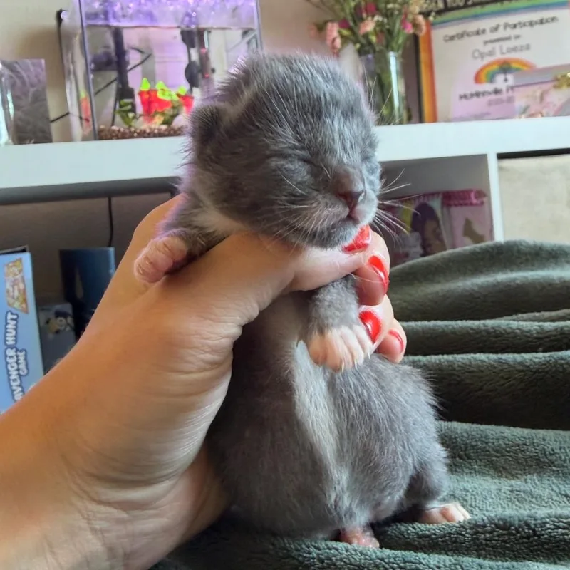 A baby small-sized female Gray / Blue / Silver American Shorthair cat named Luna for adoption in Newberg, OR