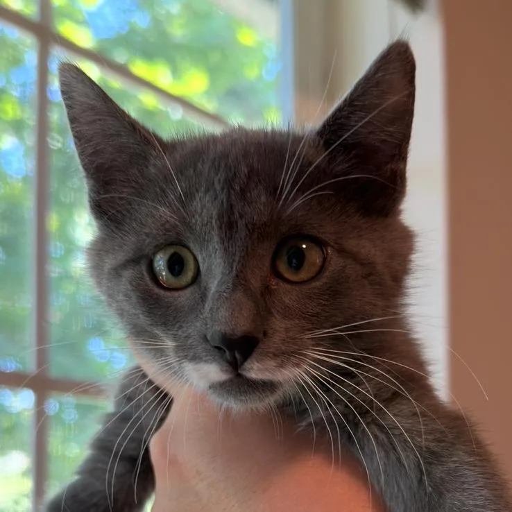 Luna thumbnail 2