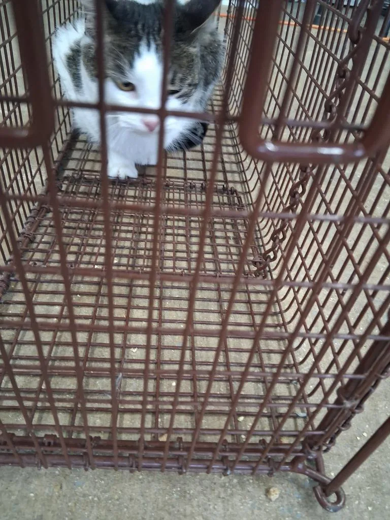 A young large-sized female Domestic Short Hair cat named Amora for adoption in Brownwood, TX