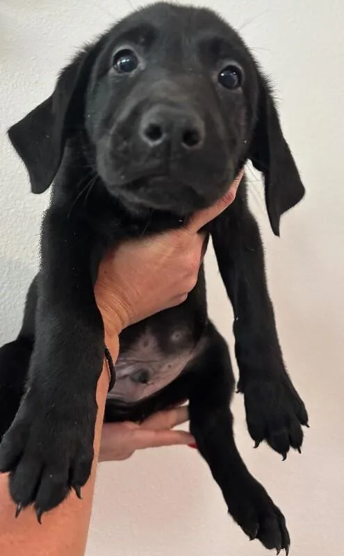 A baby large-sized male Black Labrador Retriever dog named Scar for adoption in Van Nuys, CA